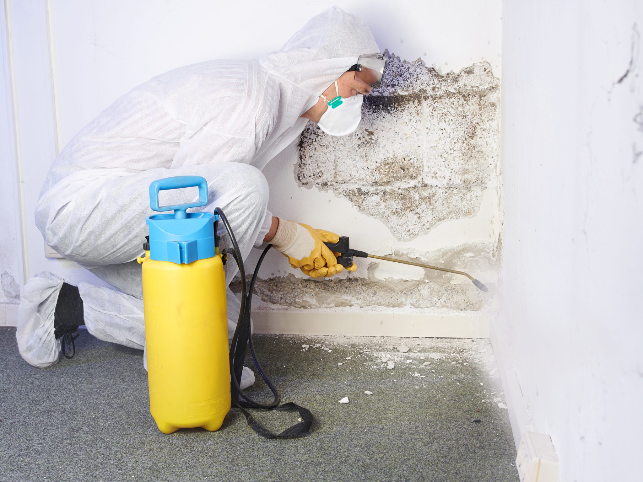 Mold Remediation Services In Denver CO Residential Commercial Mold Removal